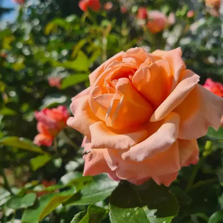 Lover Les Chaizes 住宿加早餐酒店 3*